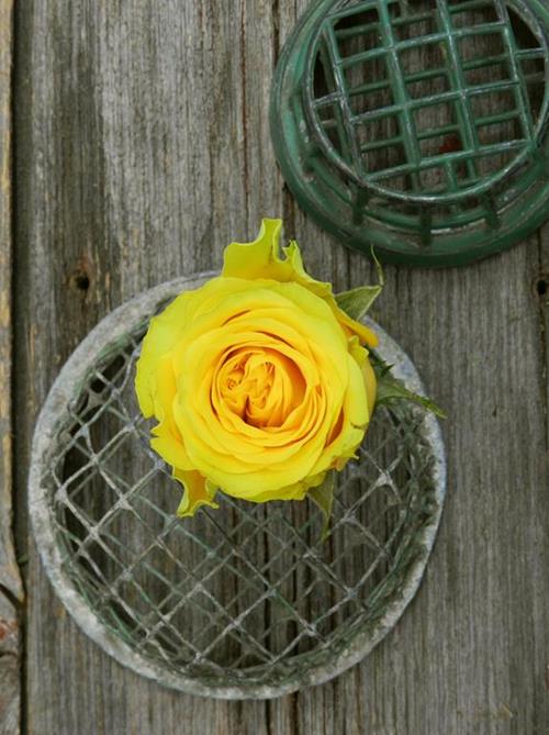 HIGH & EXOTIC  YELLOW ROSES